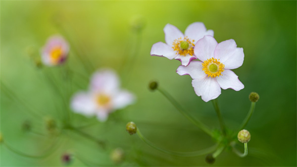 那年栀子花开时