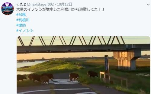  当地时间13日，日本利根川浮现出一群黑野猪，它们趟过河流跑过山坡，一路狂奔。图片来源：社交媒体截图。