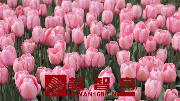 ce00a87e592039e4f8f68c8f3cefd1a1_200416104229-1-1200