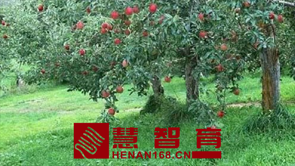 袁馨怡