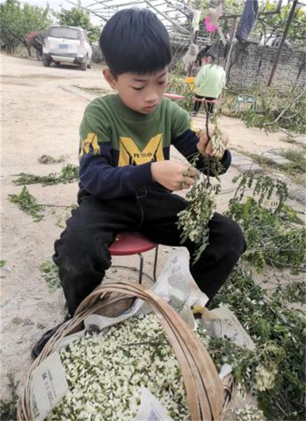 槐 花 飘 香正阳县第三小学 四（1）班 黄绍轩