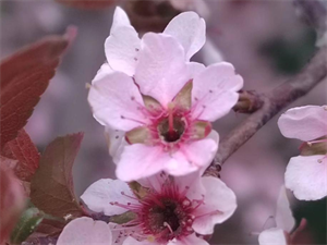 清  明  节  春  游