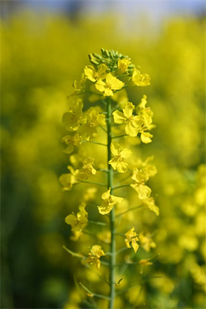 油菜花